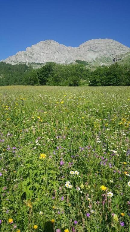 Entraunes Chalet Miel De La Cayolle-Estenc מראה חיצוני תמונה